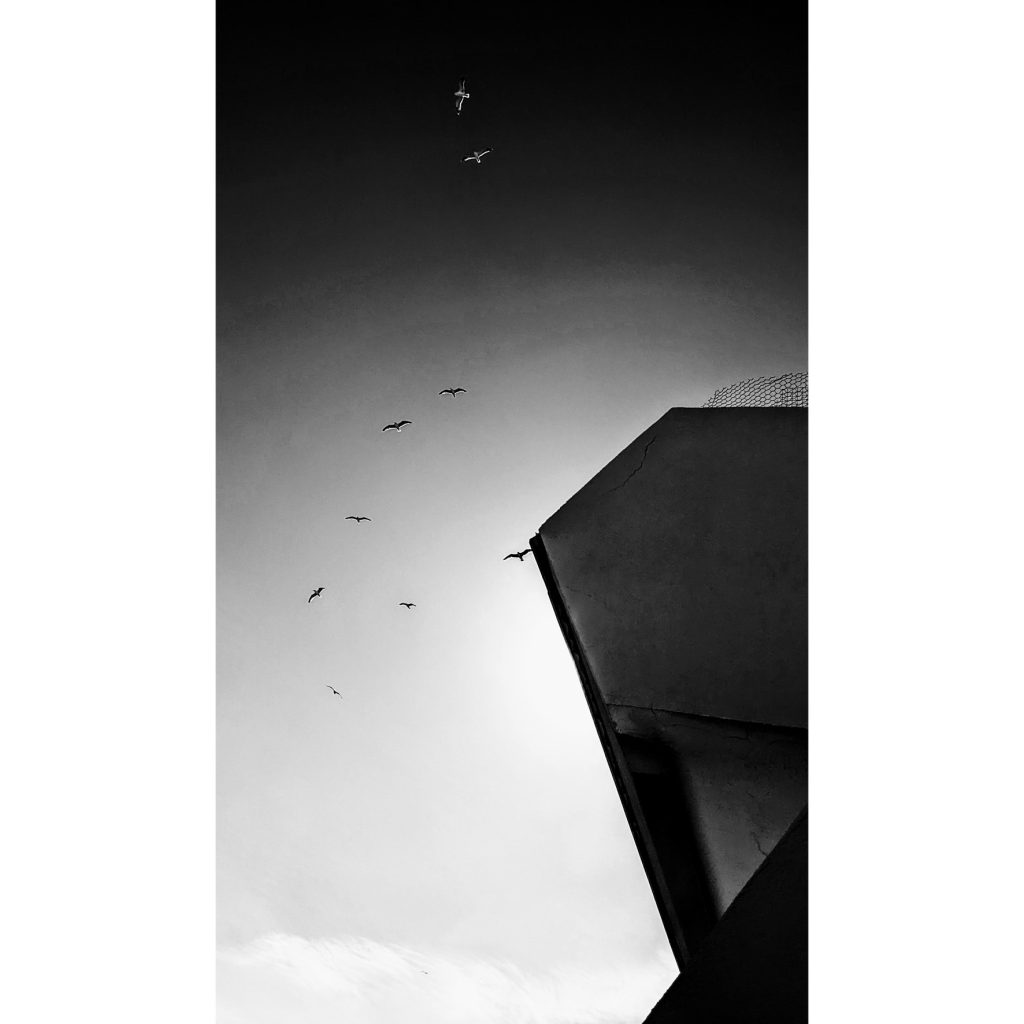 sete sous les oiseaux